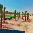 توريد وزرع النخيل بجميع مقساته