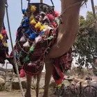يوجد اجار جمال وخيول وسيسي طلعات اي شيء