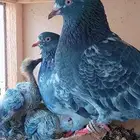 حمام جوز الباكستاني