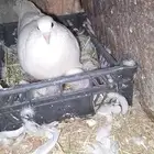 للبيع حمام فرنسي لاحم حجم توب
