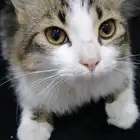 قطو ذكر للبيع اللي حاب التواصل واتساب