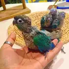 فروخ كنيور بلو شيك إنتاج محلي