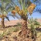 نخل للبيع اخلاص سكري شيشي برحي