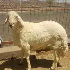 فحل حري للبيع