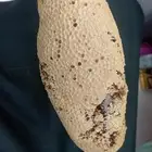عسل من الوادي سمر طازج اليوم قطفه