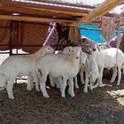 للبيع بهم شعره وصحه شرط