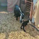 عنزين للبيع