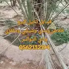 فسايل نخيل جميع الانواع ونشحن جميع مناطق المملكة
