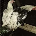 دجاج للبيع