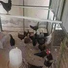 دجاج بلدي بياض