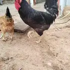 ديك تركي اسود لماع