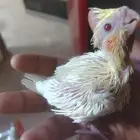 فرخ كروان لاتينو عيون حمر