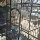 اقفاص ببغاء مكاو قالا بلوفرنتد سلفر كاسكو دبل هد