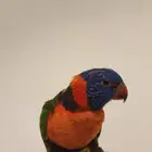 السلام عليكم ببغاء لوري للبيع