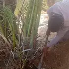 فروخ القصيم