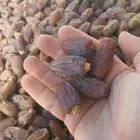 تمر برني للبيع الديسه تبوك