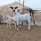 معزاء بيشيات صنف الصنف بفحلها