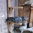 حمام شامي كش