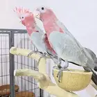 فروخ كوكاتو قالا