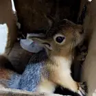 سنجاب سوري للبيع