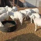 بيع بهم حري طيب سليم من الأمراض العدد30 العمر 3شهور