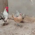 دجاج سبرايت