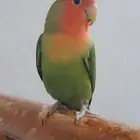 عصافير روز