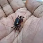 فمباير كراب (vampire crap)
