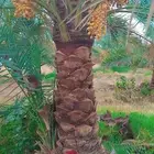 نخل للبيع بسعر معقول