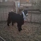 تيس عارضي فحل