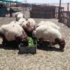 خرفان لباني من 5أشهر وحولها البيع جمله