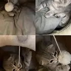 قطتين انثى سكوتش فولد للبيع ب900 ريال ابها خميس مشيط محايل