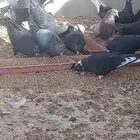 حمام قطايف للبيع الخرج اخر سوم12للجوز