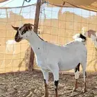 عنز بيشيه صنف الصنف