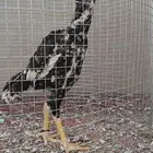 طقم فروخ شامو ألماني خمسه شهور