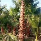 نخل واشنطنيا زينه