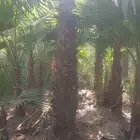 مشتل وادي اراك الزراعة