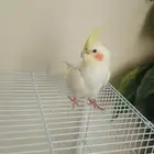 مطلوب ذكر كروان لاتينو عمر سنتين