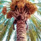 عمال خراف السكري القصيم