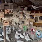 حمام باكستاني وفرنسي وزاجل للبيع