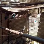 حمام عراقي قلابي احمر و حمام قلابي
