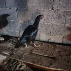 ديك و دجاجه بكستني