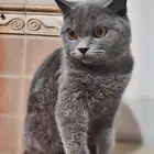 للبيع سكوتش لعدم التفرغ حاليا.