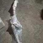 متخصصون قطع غيار مستخدم 2025