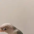 كروان متكلم وكنيور اليف للبيع