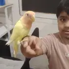 للبيع روز لاتينو اايف