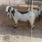 تيس فحل مشروط