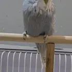 للبيع ذكر بادجي انجليزي مستوى