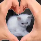 خمس قطط للبيع شيرازي هملايا مكس