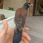 للبيع مينو ملغن